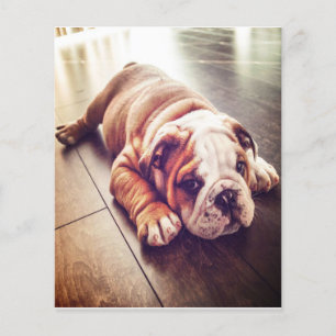 English Bulldog Lying Dog Dog Photo Flyer