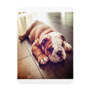 English Bulldog Lying Dog Dog Photo Magnet