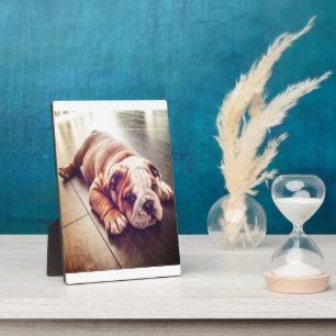 English Bulldog Lying Dog Dog Photo Plaque