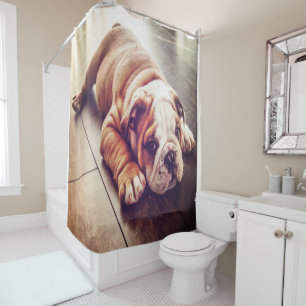 English Bulldog Lying Dog Dog Photo Shower Curtain