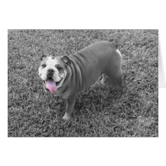 english bulldog named Gucci