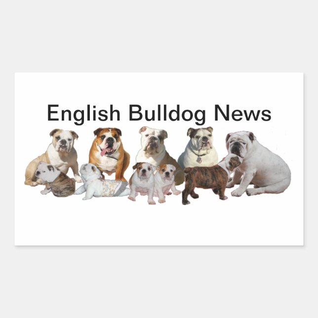 English Bulldog News Rectangular Sticker (Front)