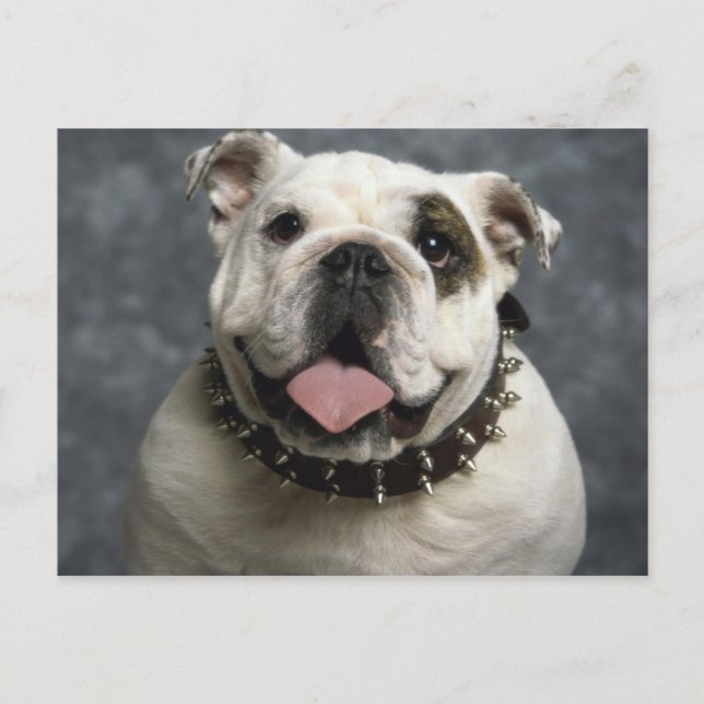 English Bulldog Postcard (Front)