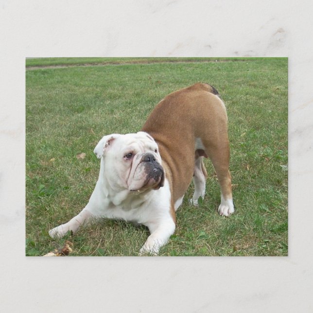 English Bulldog postcards (Front)