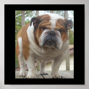 English Bulldog Poster