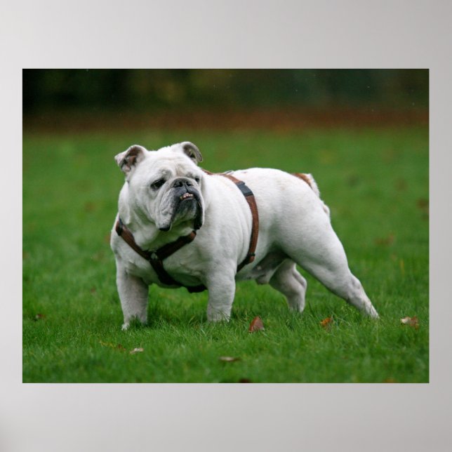 English Bulldog poster print (Front)