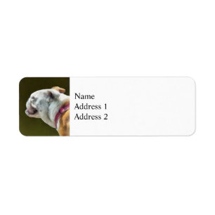 English Bulldog Profile