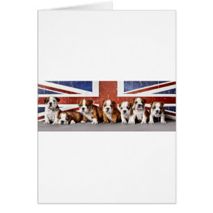 English bulldog puppies