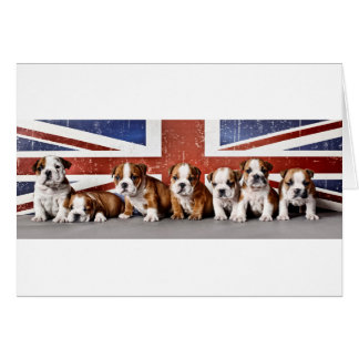 English bulldog puppies