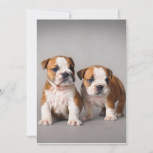 English Bulldog Puppies   Couple Cute Bulldog Holiday Card