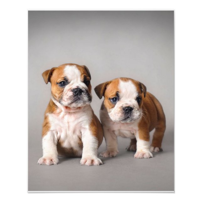 English Bulldog Puppies | Couple Cute Bulldog Photo Print (Front)