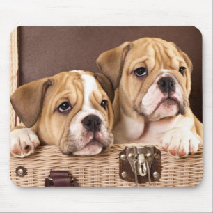 English Bulldog Puppies Mousepad