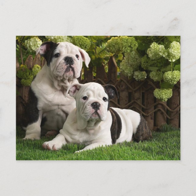 English Bulldog Puppies Postcard (Front)