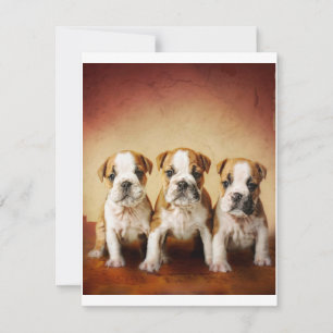 English Bulldog Puppies Really Cute Invitation