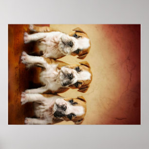 English Bulldog Puppies Really Cute Poster