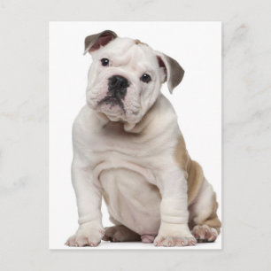 English bulldog puppy (2 months old) postcard