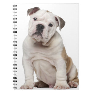 English bulldog puppy (2 months old) spiral notebook