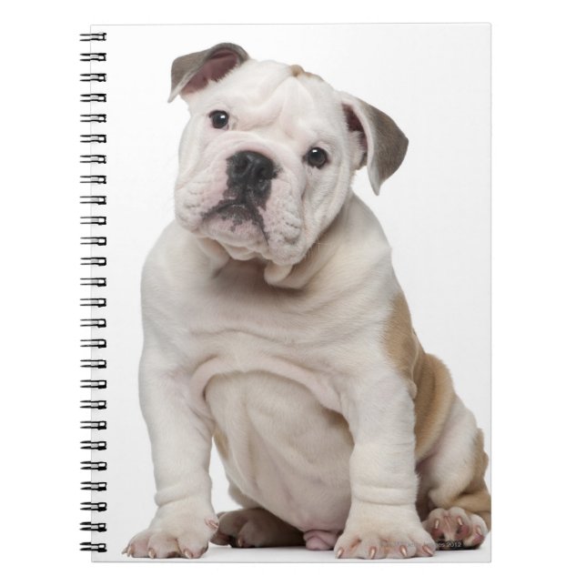 English bulldog puppy (2 months old) spiral notebook (Front)