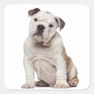 English bulldog puppy (2 months old) square sticker
