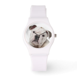 English bulldog puppy (2 months old) watch