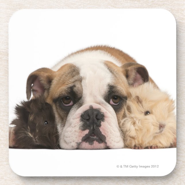English bulldog puppy (4 months old) and two guine coaster (Front)