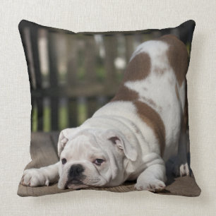 English Bulldog Puppy Cushion