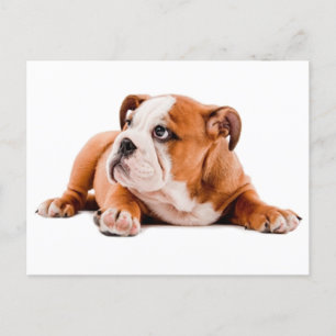 English Bulldog Puppy Dog Blank Postcard