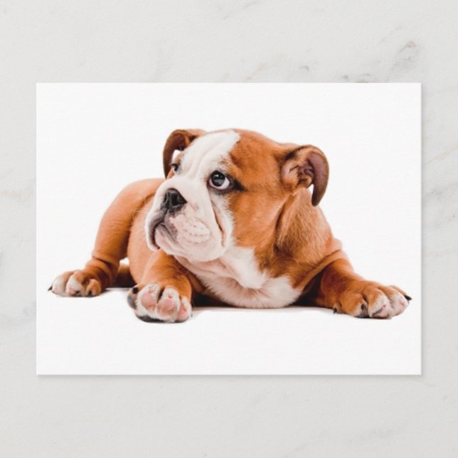 English Bulldog Puppy Dog Blank Postcard (Front)