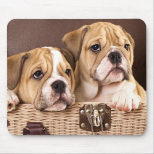 English Bulldog Puppy Dog - Canine Mouse Pad