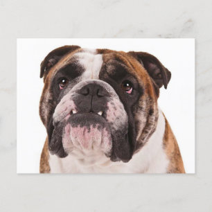 English Bulldog Puppy Dog - Hello, Miss You, Blank Postcard