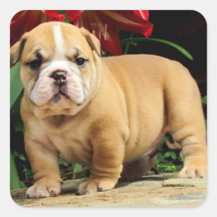English Bulldog Puppy Dog Love Sticker / Seal
