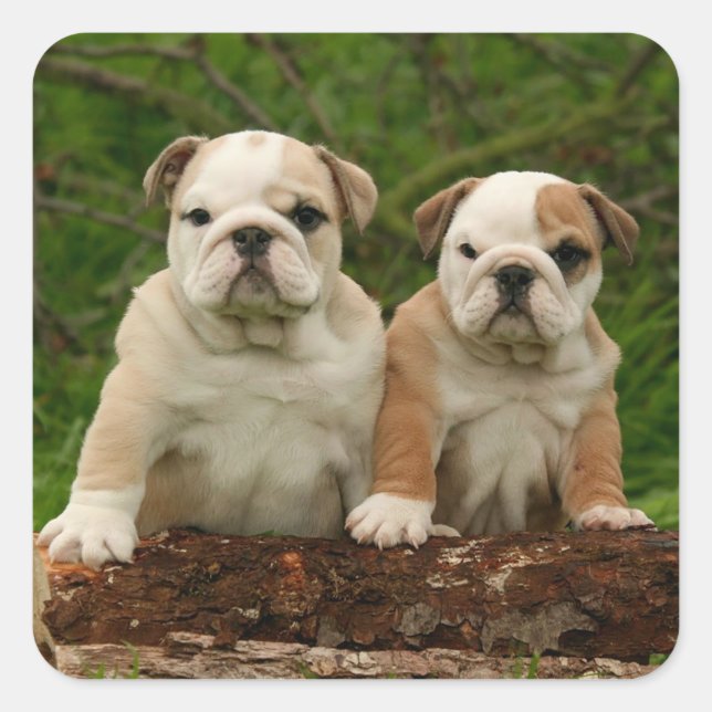 English Bulldog Puppy Dog Love Sticker / Seal (Front)