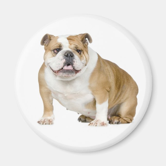 English Bulldog Puppy Dog Magnet (Front)