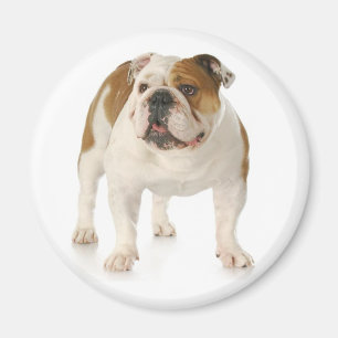 English Bulldog Puppy Dog Magnet