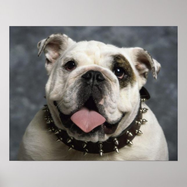 English Bulldog Puppy Dog  Portrait Poster (Front)
