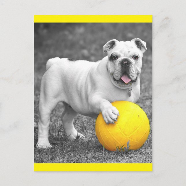 English Bulldog Puppy Dog  Postcard (Front)