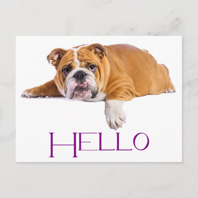 English Bulldog Puppy Dog - Purple Hello Postcard (Front)
