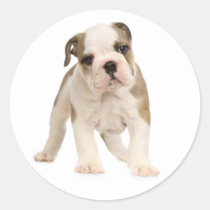 English Bulldog Puppy Dog Sticker / Seal
