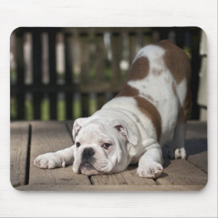 English Bulldog Puppy Mouse Pad