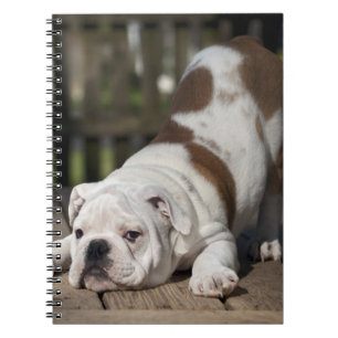 English Bulldog Puppy Notebook