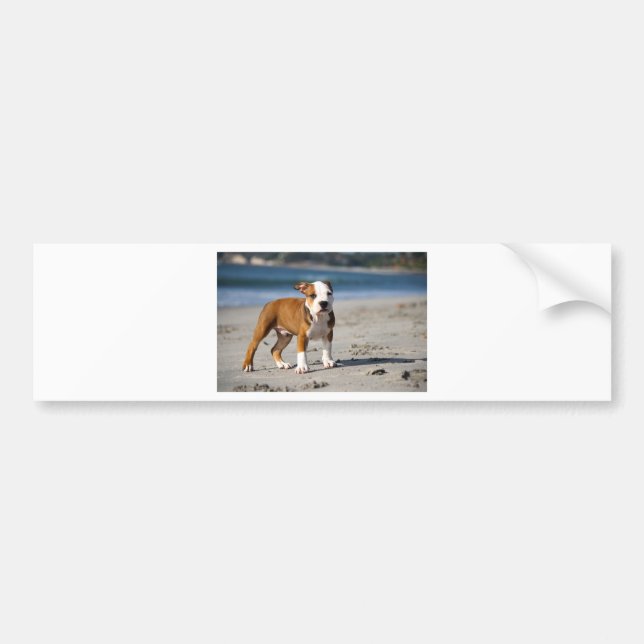 english bulldog puppy on the beach bumper sticker (Front)