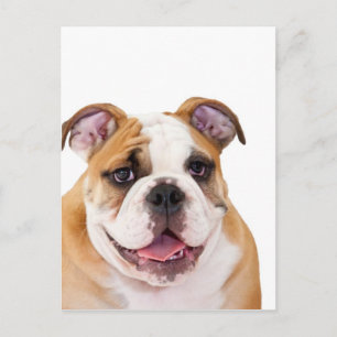 English bulldog puppy postcard