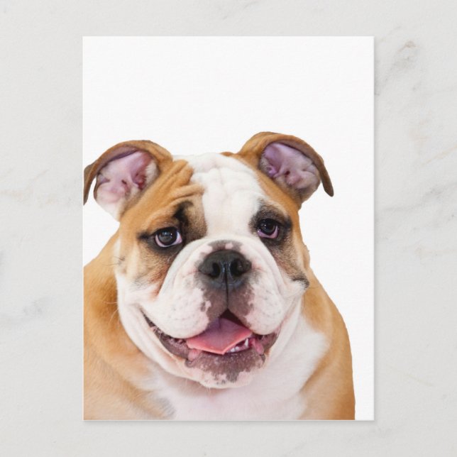 English bulldog puppy postcard (Front)