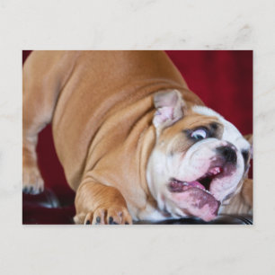 English Bulldog Puppy Postcard
