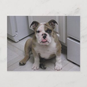 English bulldog puppy postcard