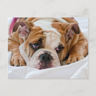 English Bulldog Puppy Postcard