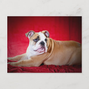 English Bulldog Puppy Postcard