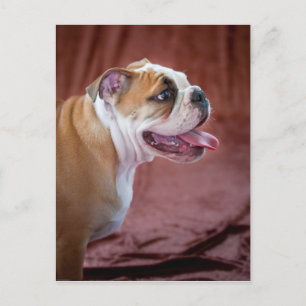 English Bulldog Puppy Postcard