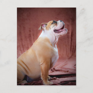 English Bulldog Puppy Postcard