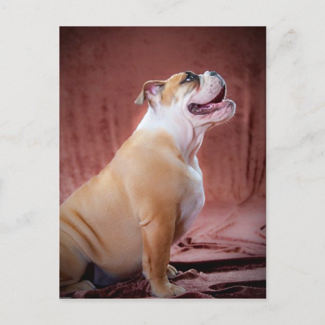 English Bulldog Puppy Postcard (Front)
